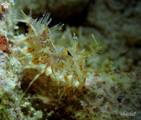 A Phyllognathia ceratophalma | Tiger shrimp