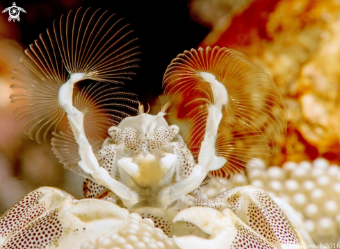 A Petrolisthes maculatus | Porcelain Crab