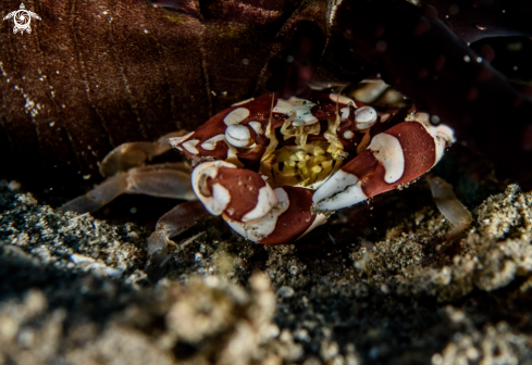 A Lissocarcinus laevis | Harlequin crab