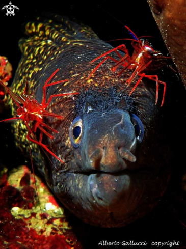 A Moray and shrimps