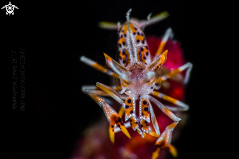 A Phyllognatia ceratophthalma | Tiger Shrimp
