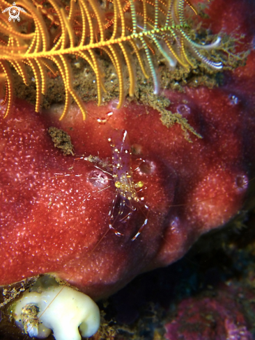 A Urocaridella Antonbruunii | Clear Cleaner Shrimp