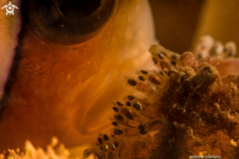 A Anemonefish and its Eggs