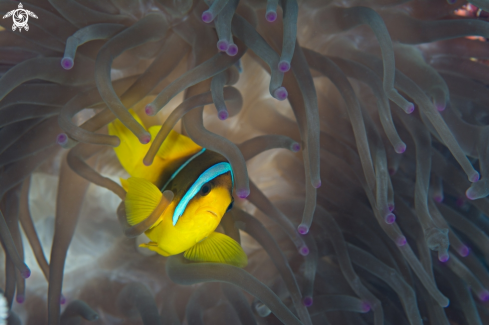 A Amphiprion bicinctus | clownfish