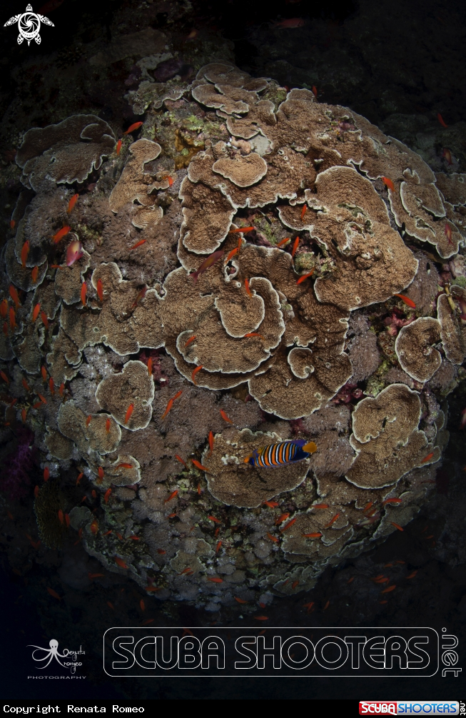 A corals