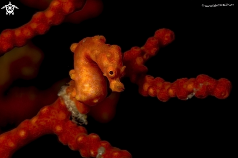 A Pigmy seahorse