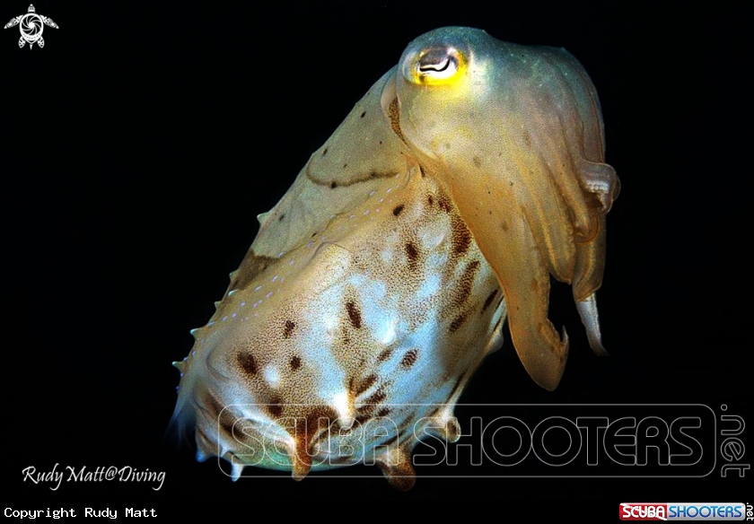 A cuttle fish