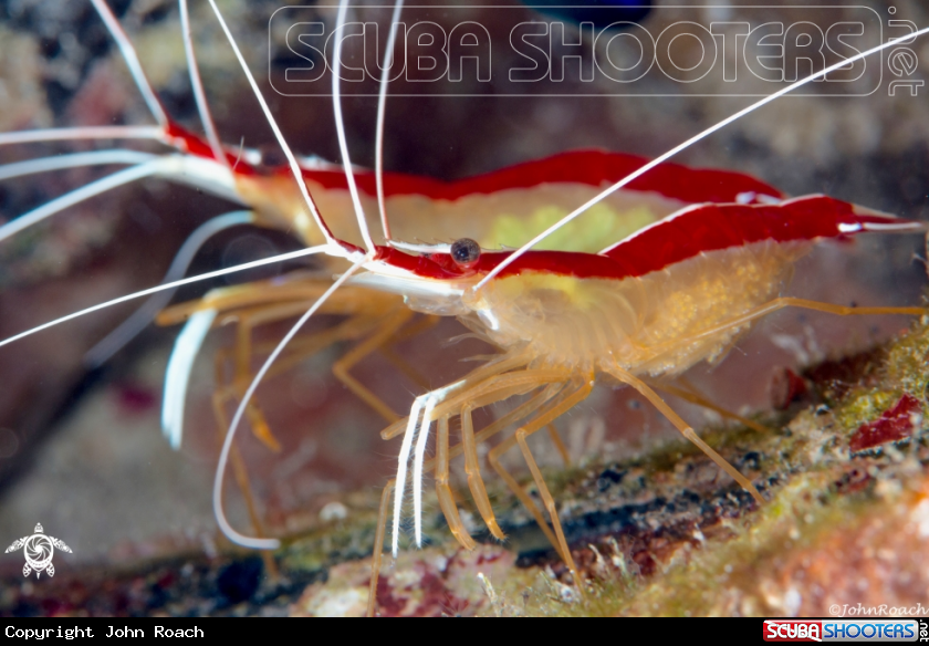 A Scarlet Striped cleaner shrimp