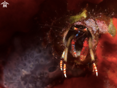 A Calcinus tubularis | Hermit crab sp.