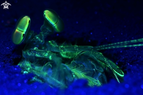 A Gonodactylus smithii) | camarón mantis