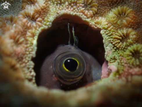 A Gobiidae | goby fish 