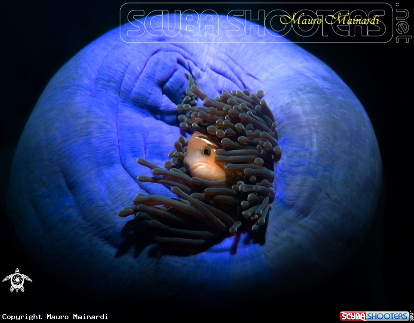 A clownfish and anemone