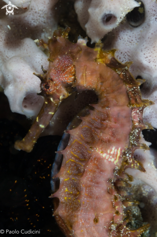 A Hippocampus histrix | Smooth Seahorse