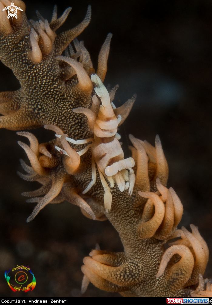 A Anker`s whip coral shrimp