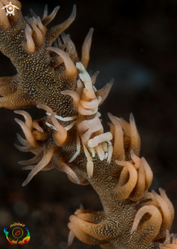 A Anker`s whip coral shrimp