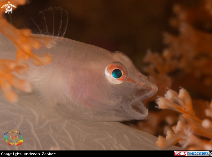 A Soft coral ghost goby