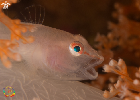 Soft coral ghost goby