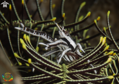 A Allogalathea elegans | Elegant crinoid squat lobster 