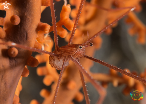 A Chirostylus sandyi | Spiny squat lobster