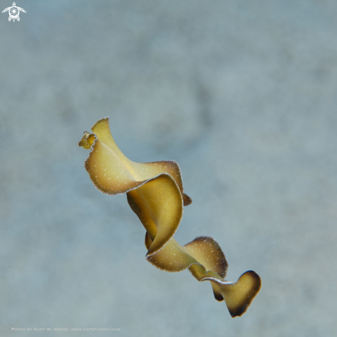 A Pseudobiceros flowersi, Flatworm | Flatworm