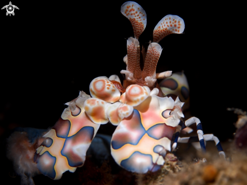 A Hymenocera picta | Harlequin Shrimp