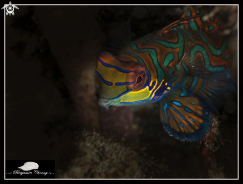 A synchiropus Splendidus | Mandarinfish