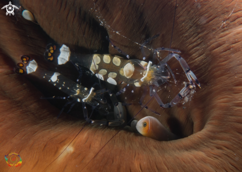 A Periclimenes brevicarpalis | Peacock-tail anemone shrimp