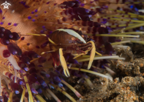 A Allopontonia brooki   | Brook`s urchin shrimp