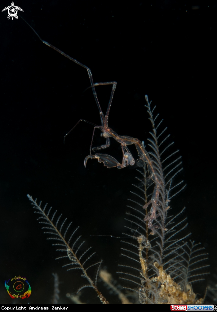 A Skeleton shrimp
