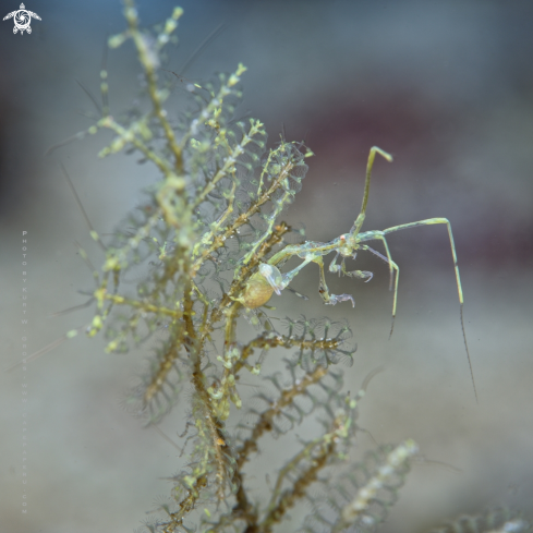 A Caprella linearis | Skeleton shrimp