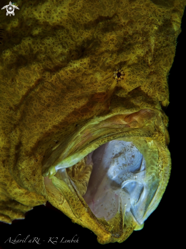 Commerson's (Giant) Frogfish