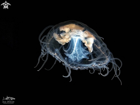 A Slatkovodna meduzica / Freshwater jellyfish  .