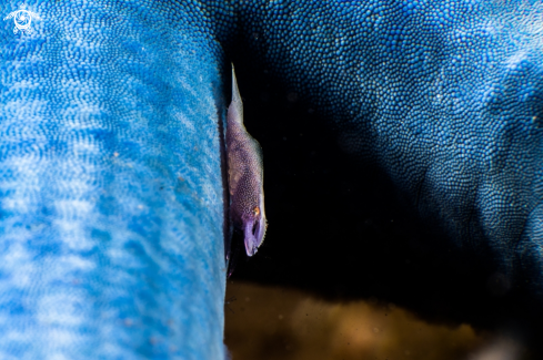 A Spot-banded butterrflyfish