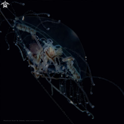 A Medusozoa | Jelly Fish