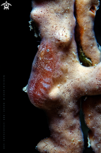 A Gelastocaris paronae | Shrimp