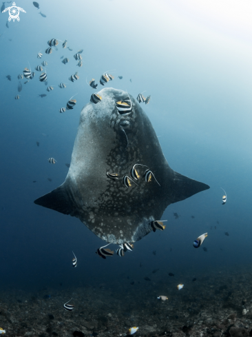 A Mola ramsayi | Southern Ocean Sunfish