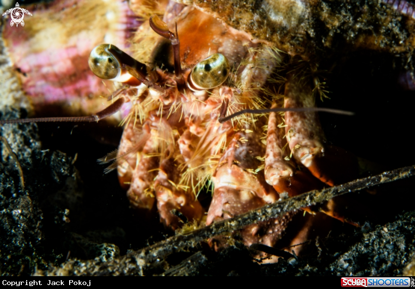 A Hermit crab