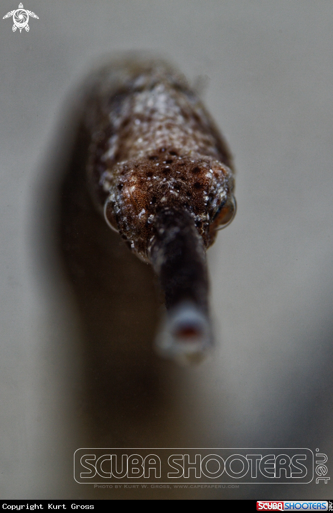 A Long-nosed pipefish