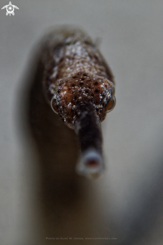 A Long-nosed pipefish