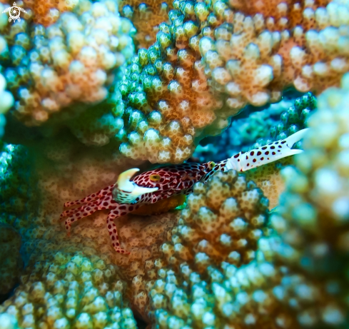 A Trapezia rufopunctata | Coral Crab