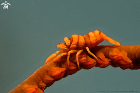 A Pontonides unciger | Shrimp