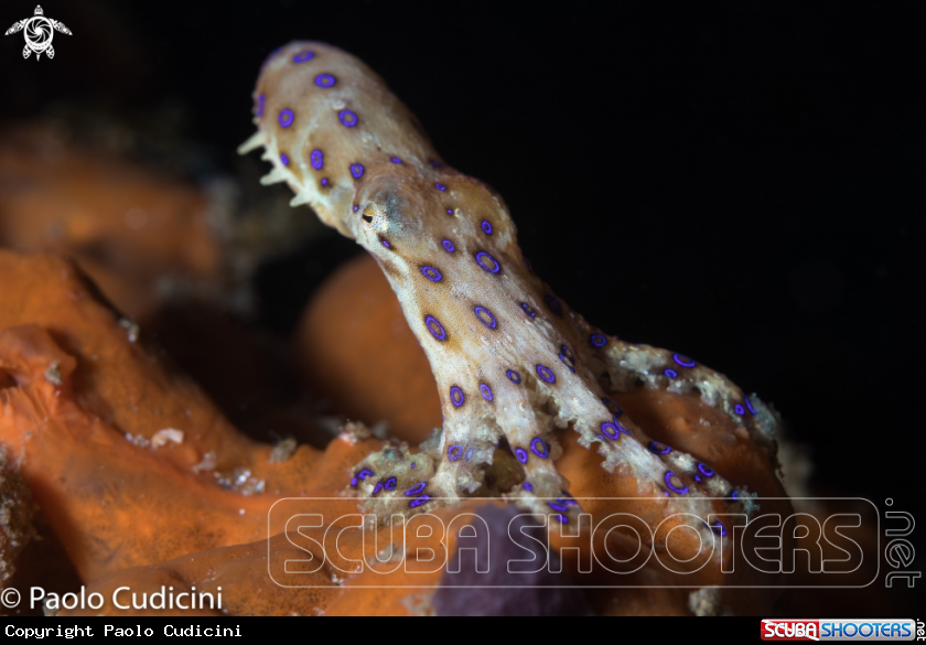 A Blue-Ringed Octopus
