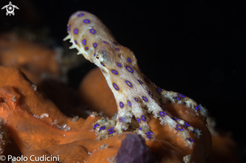 A Hapalochlaena lunulata | Blue-Ringed Octopus