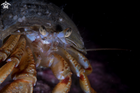 A Pagurus bernhardus | Hermit crab