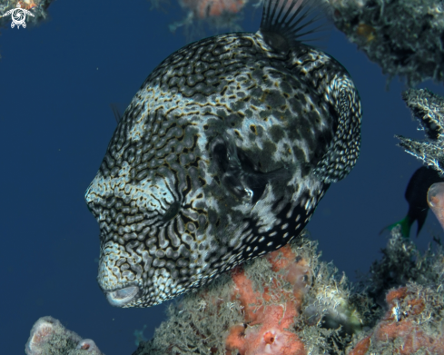 A Pufferfish