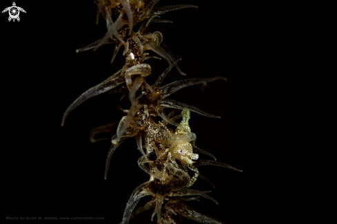 A Pontonides unciger sp. | Wipe Coral Shrimp