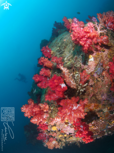 A Nephthea sp. | Soft Coral