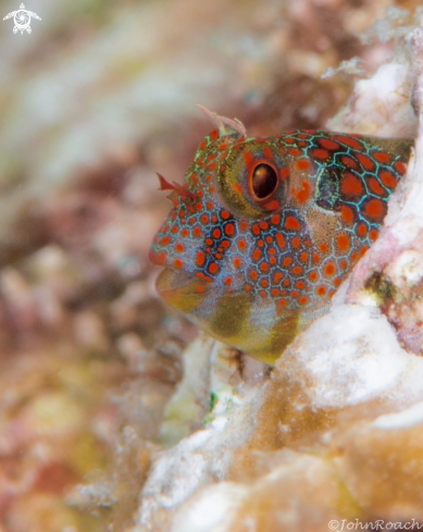 A Tessellatted Blenny