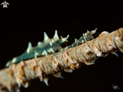 A Miropandalus hardingi | Rhino shrimp