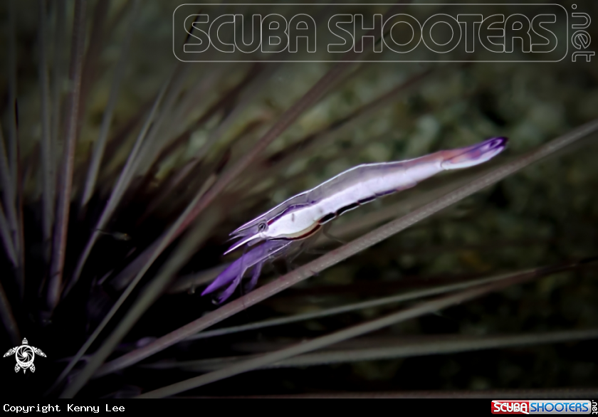 A Purple urchin shrimp